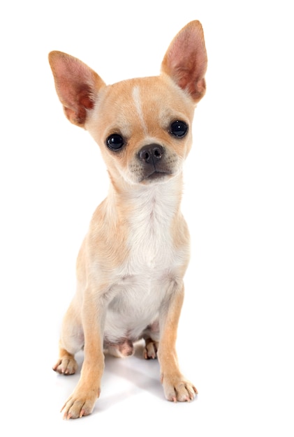 Cucciolo di chihuahua