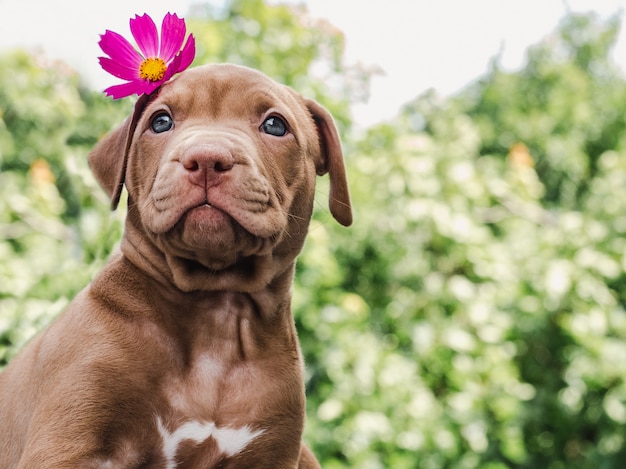 Puppy of chocolate color and bright flower