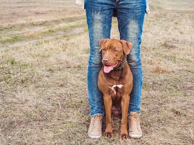 チョコレート色の子犬と思いやりのある飼い主