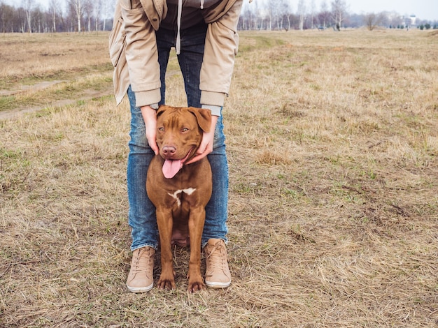 Puppy of chocolate color and his caring owner