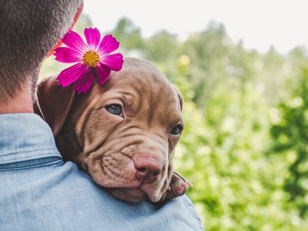 Puppy of chocolate color and his owner