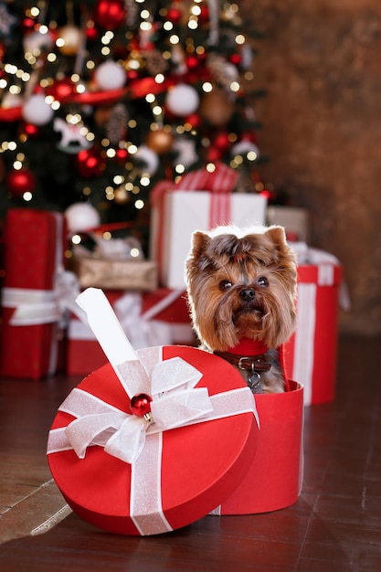 크리스마스 트리 배경의 크리스마스 상자에 있는 강아지