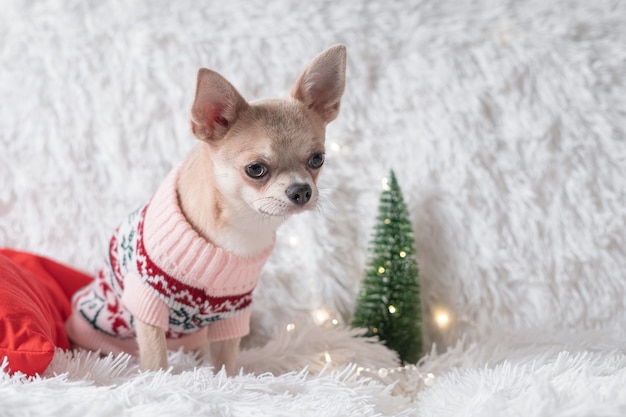 Puppy in Christmas sweater