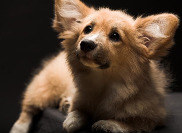 Puppy close up