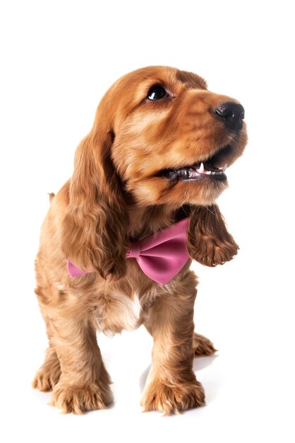 Puppy cocker spaniel isolated