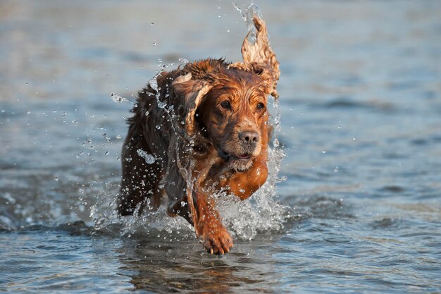 Puppy cocker spaniel playing in the river