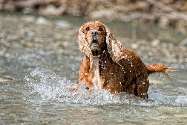 Puppy cocker spaniel playing in the water