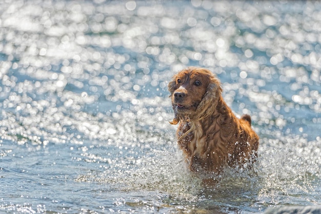 水で遊ぶ子犬コッカースパニエル