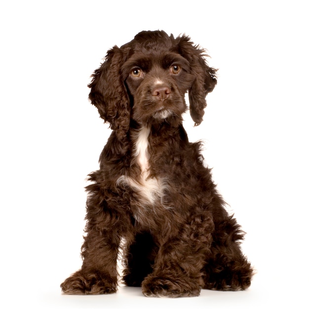 Puppy Cocker Spaniel