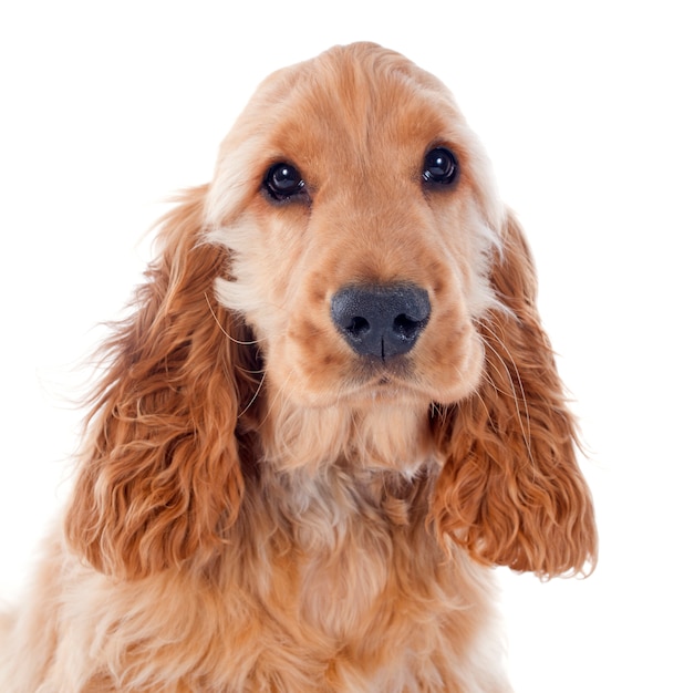 puppy cocker spaniel