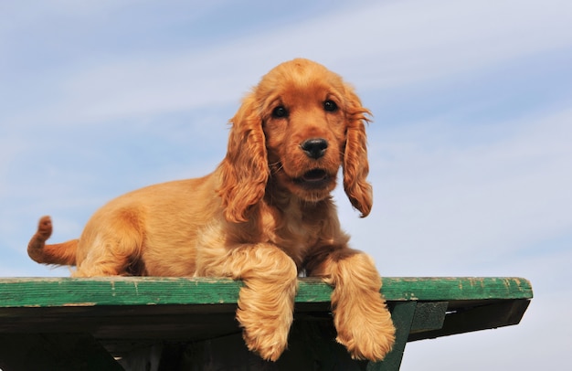 子犬コッカースパニエル