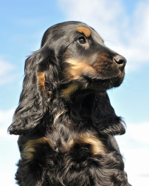 Puppy cocker spaniel