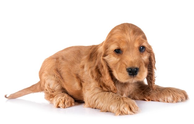 Cucciolo cocker spaniel