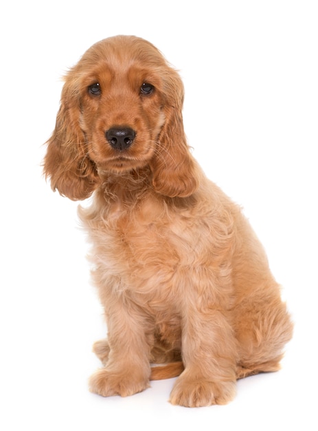 puppy cocker spaniel