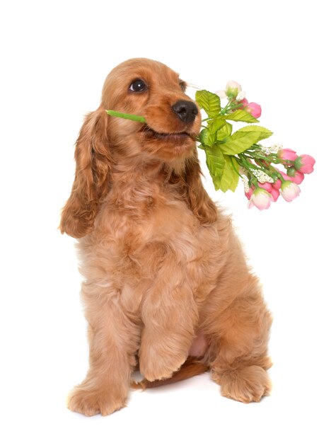 puppy cocker spaniel