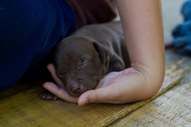 眠っている子犬かわいい赤ちゃん犬