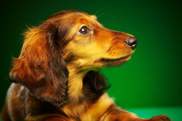 puppy dachshund on a green background