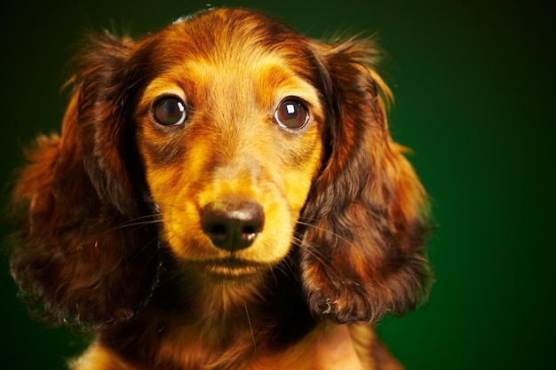 緑の背景に子犬ダックスフント