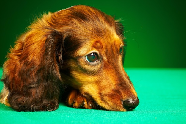 puppy dachshund on a green background