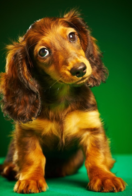 puppy dachshund on a green background