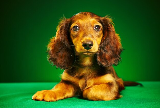 puppy dachshund on a green background