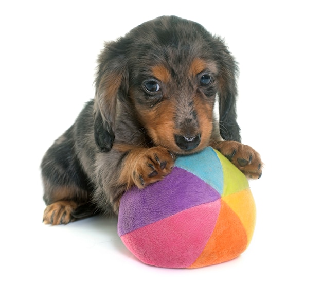 puppy dachshund  