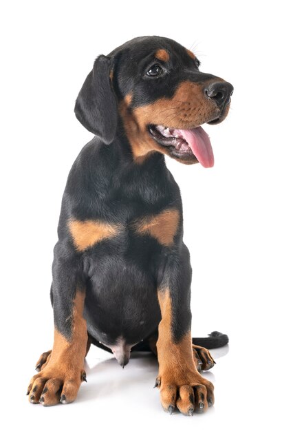 Cucciolo doberman pinscher