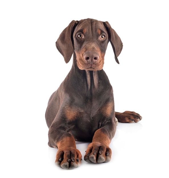 Puppy doberman pinscher 