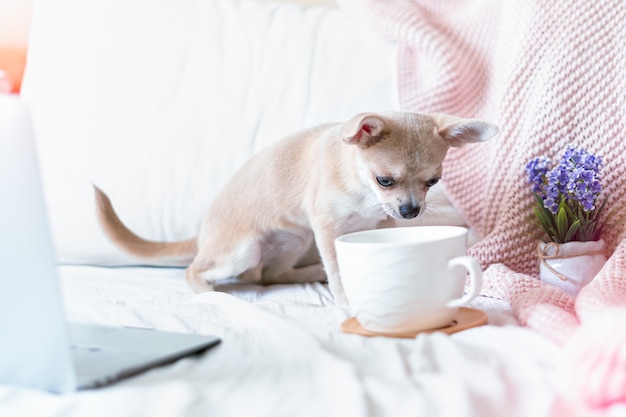 Puppy dog in bed drinking in coffee cup