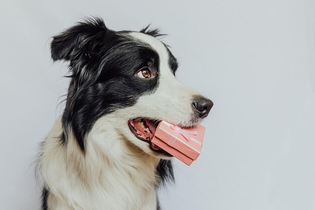 Puppy dog border collie holding pink gift box in mouth isolated on white background Christmas New Year Birthday Valentine celebration present concept Pet dog on holiday day gives gift I'm sorry