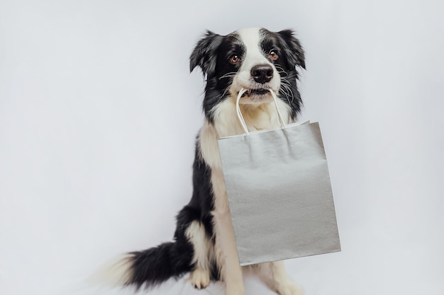 Cucciolo di cane border collie che tiene la borsa della spesa in bocca isolata su sfondo bianco online o centro commerciale sh