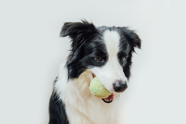 白い背景で隔離の口の中でおもちゃのボールを保持している子犬ボーダーコリー