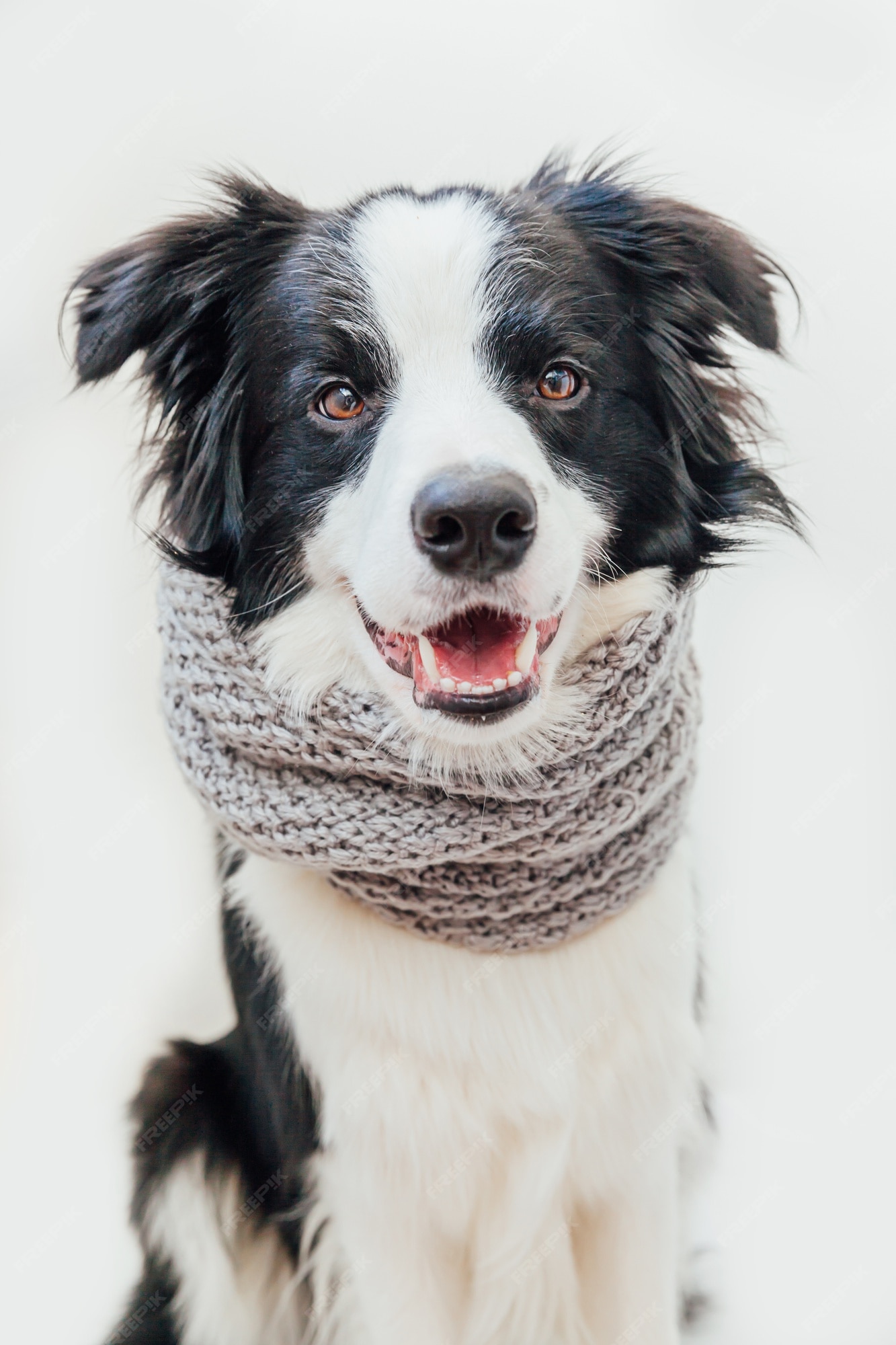 Funny cute puppy dog border collie wearing warm clothes scarf