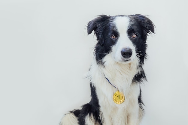 Puppy dog border collie wearing winner or champion gold trophy medal isolated on white background. Winner champion funny dog. Victory first place of competition. Winning or success concept.