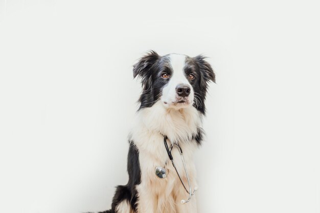 Puppy dog border collie with stethoscope