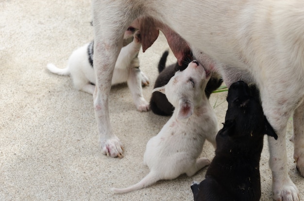 Puppy Dog borstvoeding geven