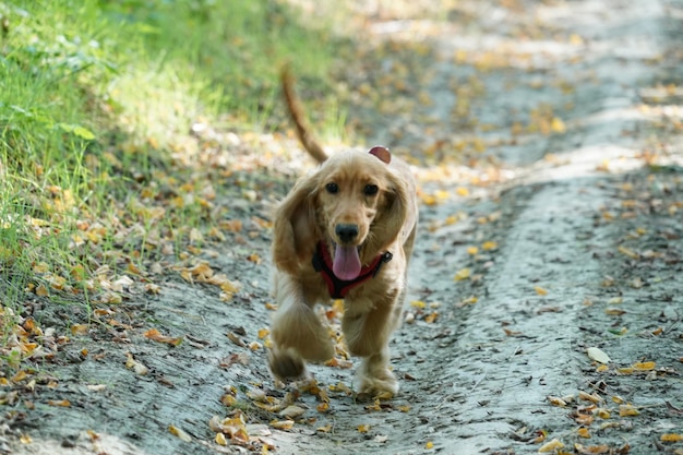 Puppy dog cocker spaniel running on grass