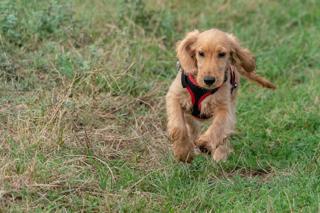 Puppy dog cocker spaniel running on grass