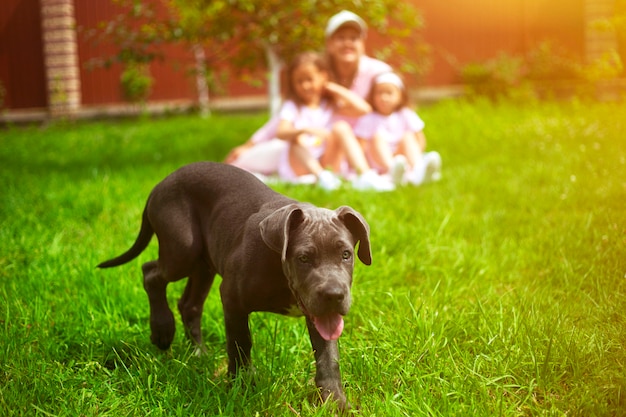 子犬犬と緑豊かな庭園の夏の子供たちと多重家族