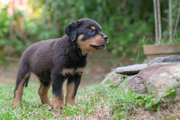 Puppy dog in a garden Full body in view