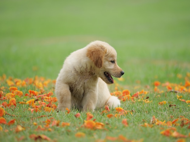 公園の子犬犬のゴールデンレトリーバー