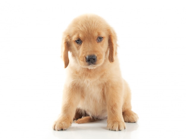 puppy dog golden retriever on white 