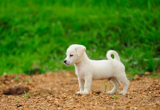 Puppy dog in green meadow grass