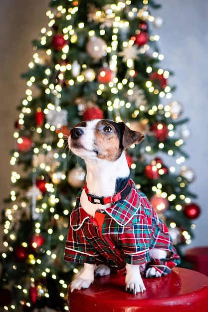 クリスマスツリーのライトの近くに座っている子犬の犬JRTジャックラッセルテリア