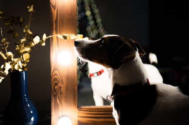 写真 クリスマスツリーのライトの近くに座っている子犬の犬jrtジャックラッセルテリア