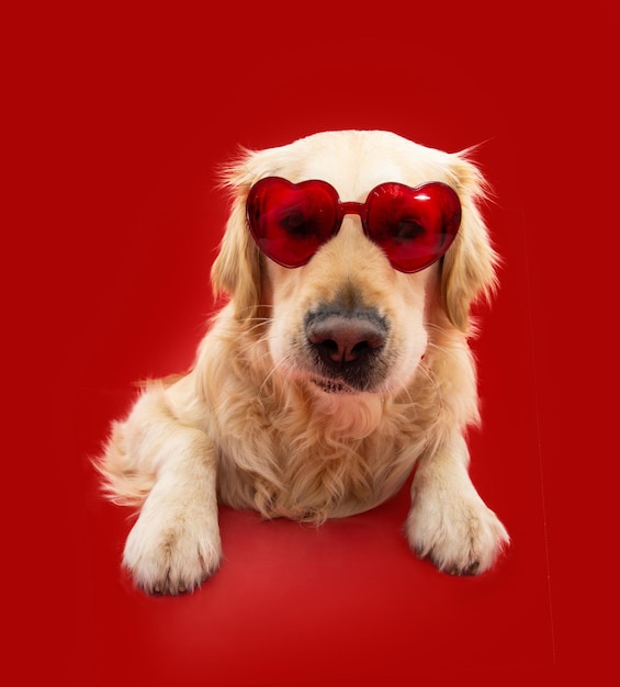 Cucciolo di cane amore che celebra il giorno di san valentino isolato su sfondo rosso