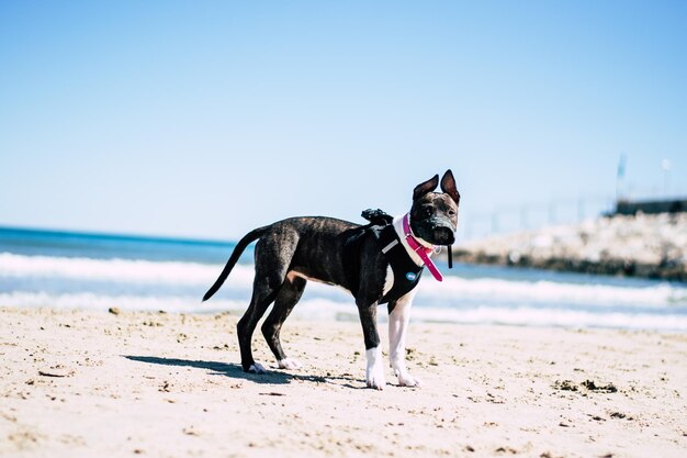 Puppy dog pitbull on the beach playing