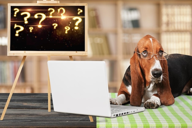 Puppy dog sitting on blackboard background with question marks