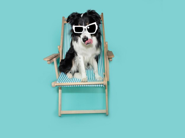 Puppy dog summer Border collie sitting on a beach chair wearing sunglasses Isolated on blue backgorund