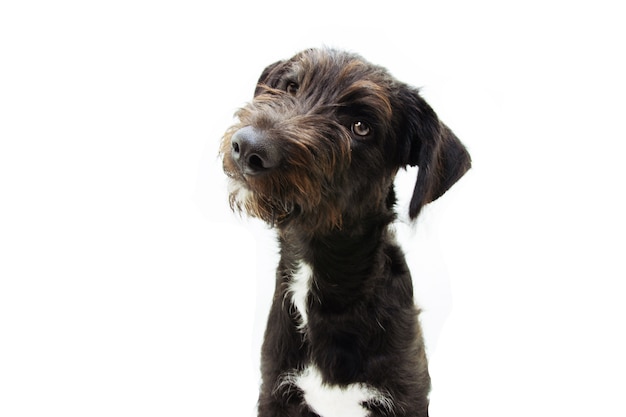 Cucciolo di cane inclinando la testa lateralmente